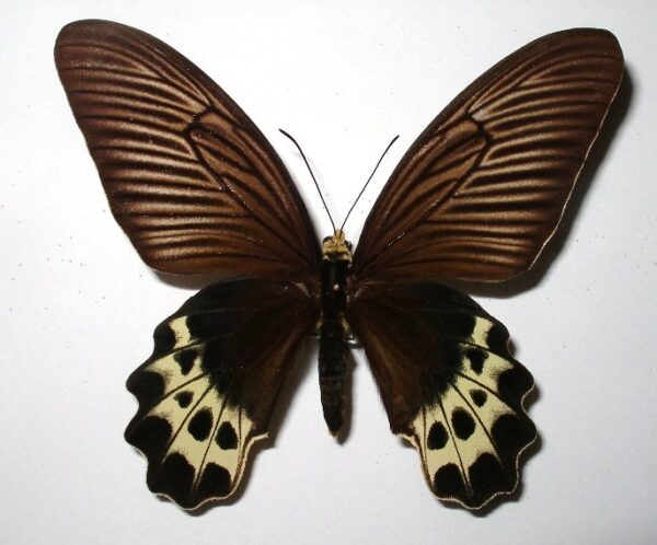 Atrophaneura priapus