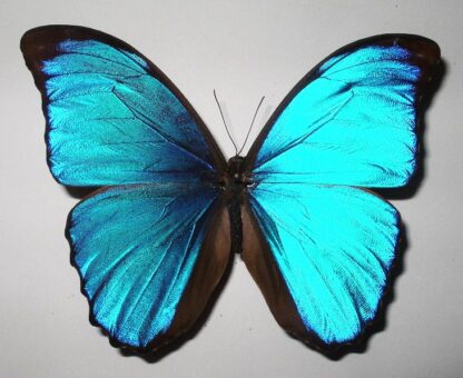 Morpho menelaus