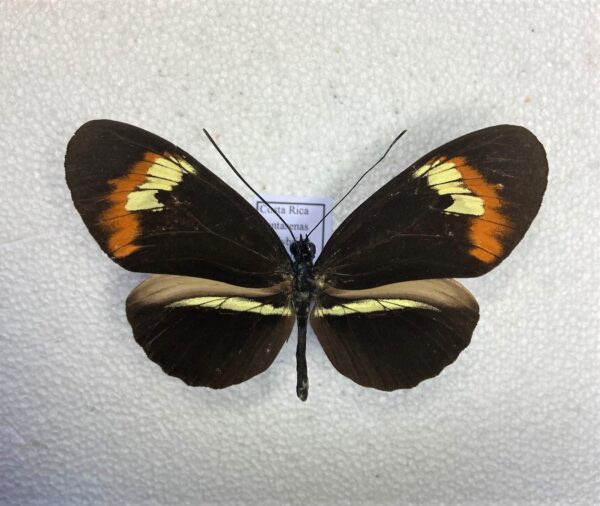 Heliconiidae