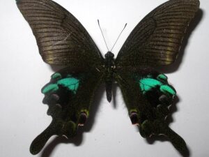 Achillides arcturus