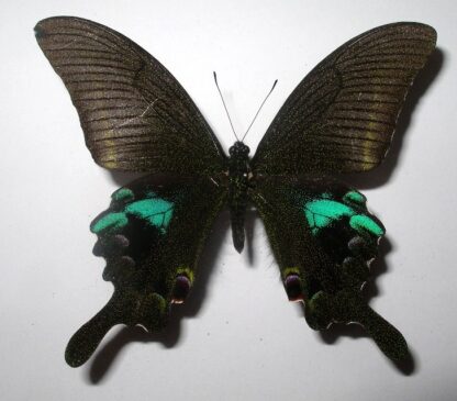 Achillides arcturus