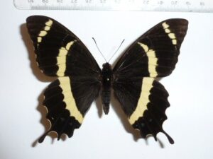 Papilio garamas