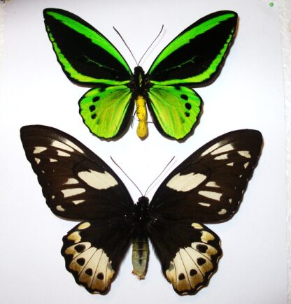 Ornithoptera priamus poseidon