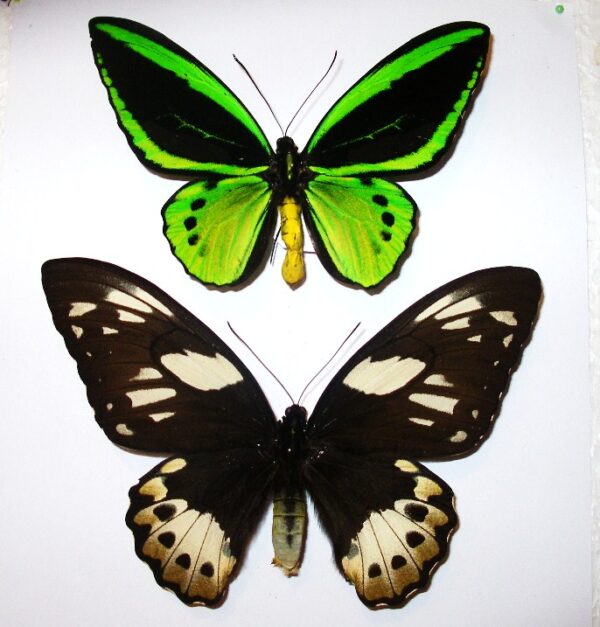 Ornithoptera priamus poseidon