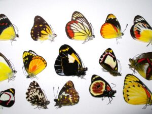 10 Delias