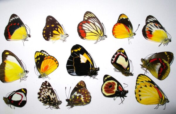 10 Delias