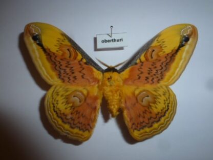 Loepa oberthuri