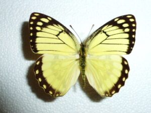 Colotis protomedia