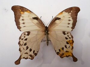 Papilio nobilis cripsianus