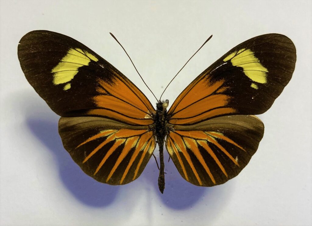Heliconiidae