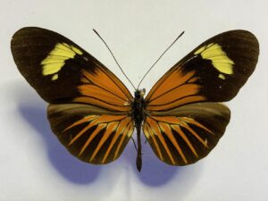 Heliconiidae