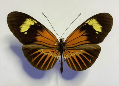 Heliconiidae