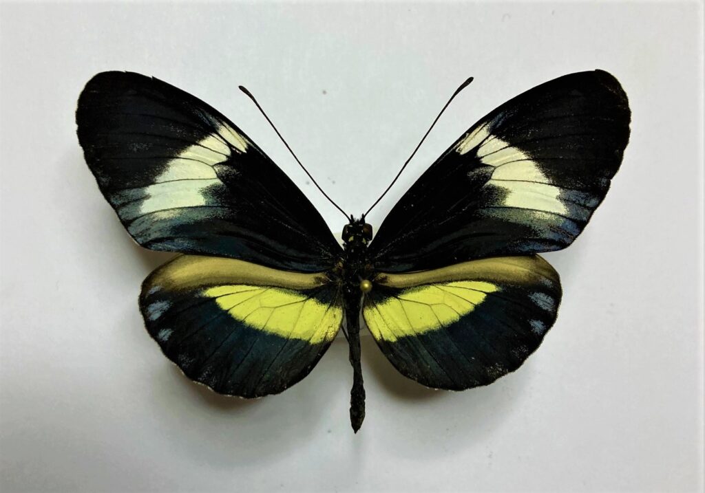 Heliconiidae