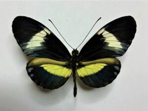 Heliconiidae