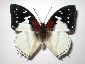 Charaxes hadrianus