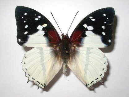 Charaxes hadrianus