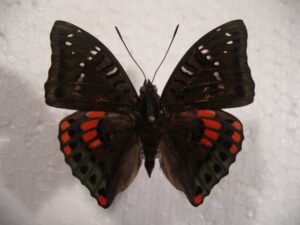 Euthalia adonis adonis