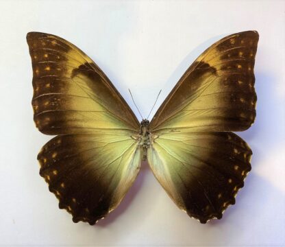 Morpho telemachus