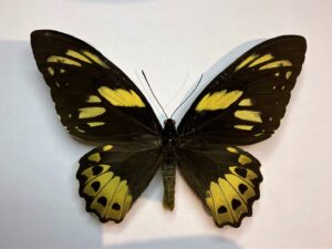 Ornithoptera priamus poseidon form kirschi