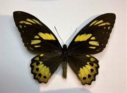 Ornithoptera priamus poseidon form kirschi