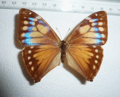 Morpho aega