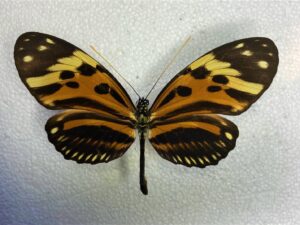 Heliconius numata