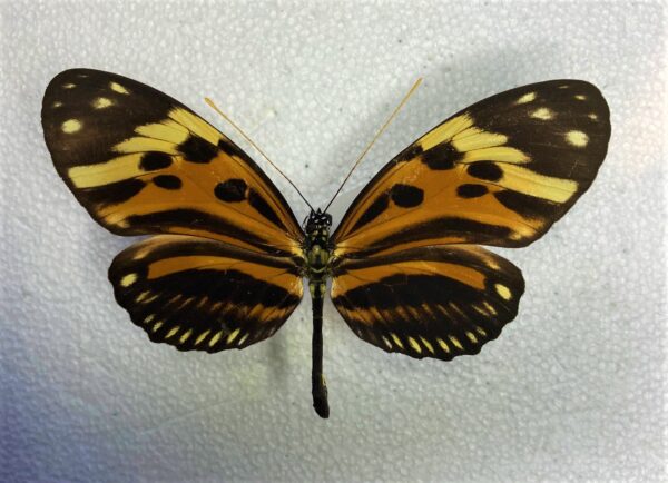 Heliconius numata