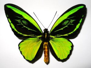 Ornithoptera priamus teucrus