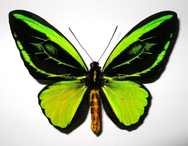 Ornithoptera priamus teucrus