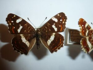 Araschnia levana