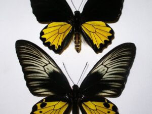 Troides helena hephaestus