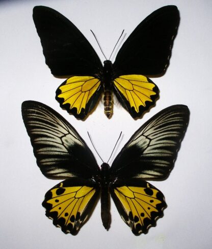Troides helena hephaestus