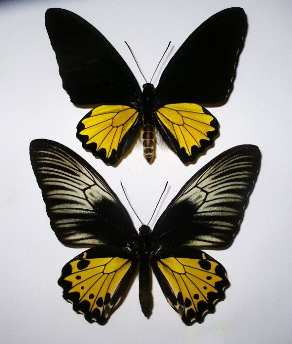Troides helena hephaestus