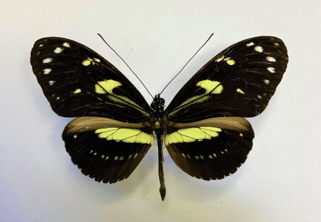 Heliconius atthis