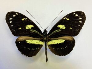 Heliconius atthis