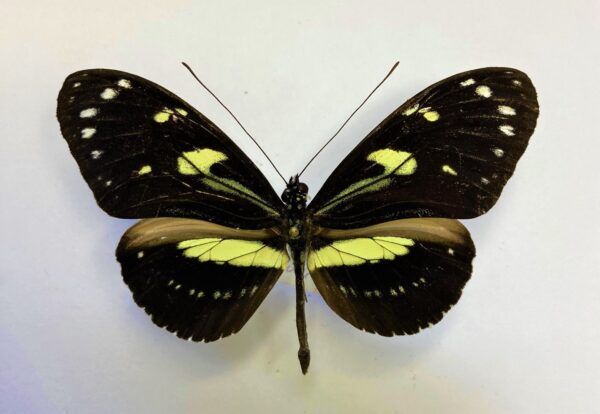 Heliconius atthis