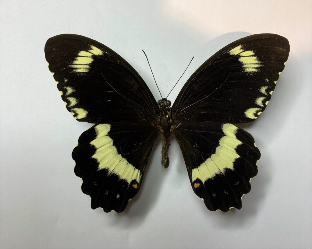 Papilio ptolychus