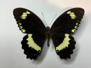 Papilio ptolychus