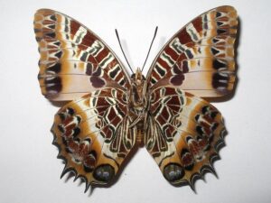 Charaxes pollux