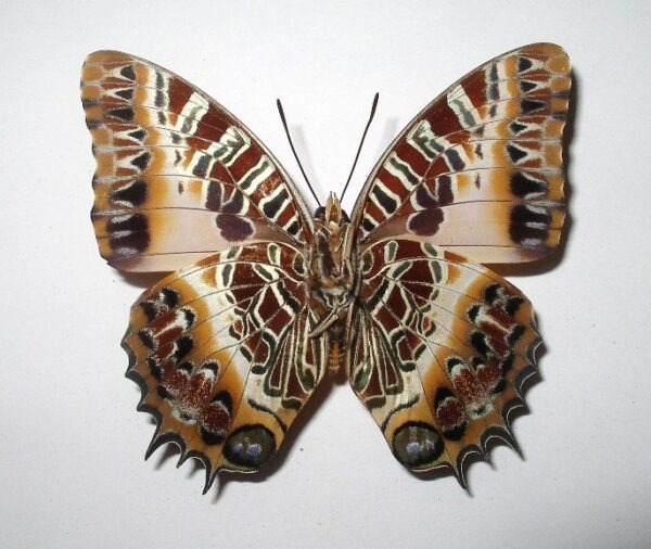 Charaxes pollux
