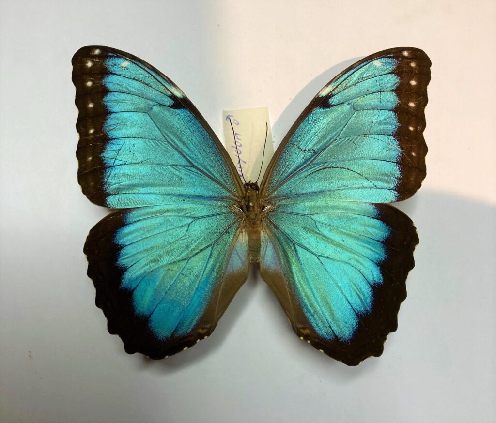 Morpho helenor corydon