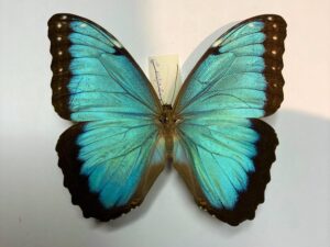 Morpho helenor corydon