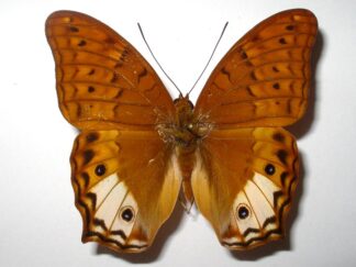 Vindula sapor