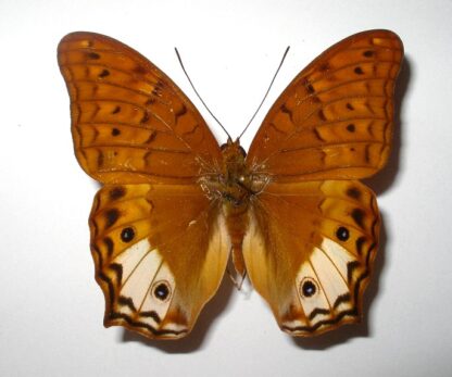 Vindula sapor