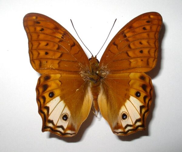 Vindula sapor