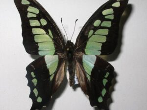 Graphium cloanthus