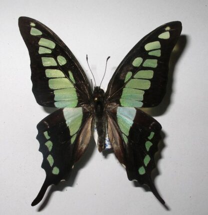 Graphium cloanthus