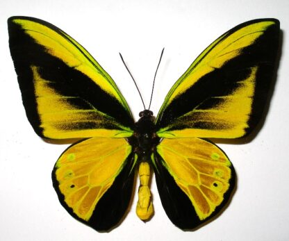 Ornithoptera goliath samson