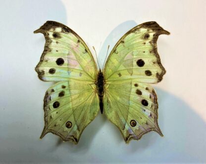 Salamis parhassus