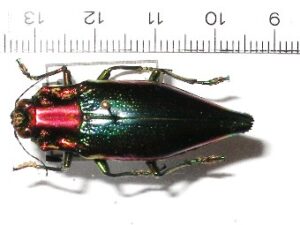 Buprestidae sp.1